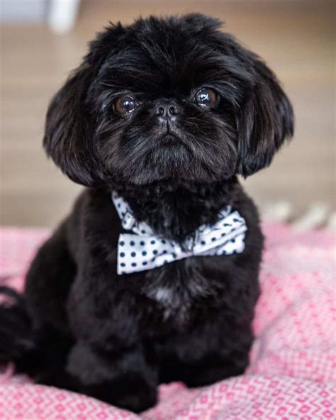 Black And White Shih Tzu – Rare Shih Tzu Colors Explained