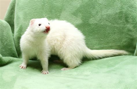 I'm gonna let my sibling's ferret run | General Discussion | Flight Rising