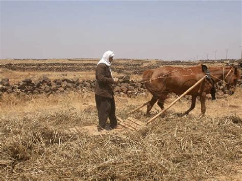 Recent use of a threshing sledge in the Jebel Hauran region, Southern... | Download Scientific ...