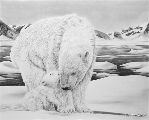 "Bear Kiss - Polar Bears" by Heather Ward | Redbubble