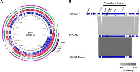 BLAST analysis of draft genome sequences. (A) Genomes were compared...