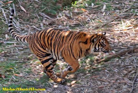 Malayan Tiger Habitat Loss Clinic