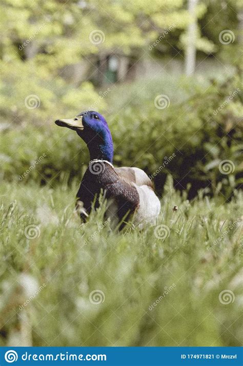 Drake stock image. Image of duck, male, wildducks, drake - 174971821