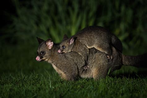 Common Brushtail Possum With Joey | Sean Crane Photography