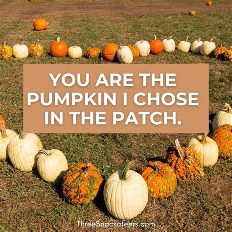 101+ Best Pumpkin Quotes, Puns, Instagram Captions & More - The Three Snackateers