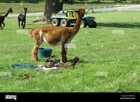 New born alpaca cria with its mother moments after birth Stock Photo ...