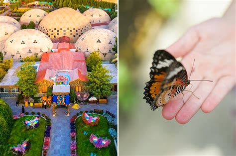 Dubai Miracle Garden & Butterfly Garden – Tickets & Infos