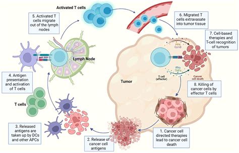 Frontiers | Targeting Tumour-Associated Fibroblasts in Cancers