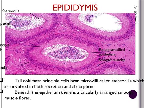 histology of male reproductive system