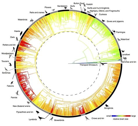 How Birds Evolved Big Brains - YubaNet