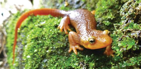 Why We Should Save the Newts - Marin Magazine