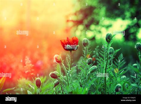 Poppy field at sunset Stock Photo - Alamy