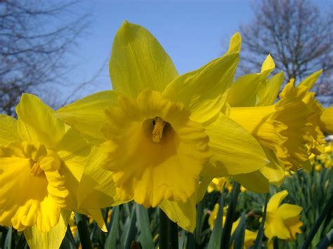 Beautiful Wallpapers for Desktop: Daffodil hd wallpapers