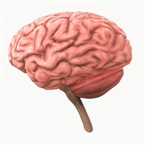 Brain Stem 3D Models for Download | TurboSquid