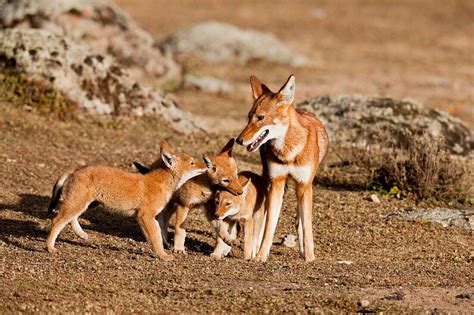 Ethiopian Wolf Canis simensis pups, … – License image – 70343535 lookphotos