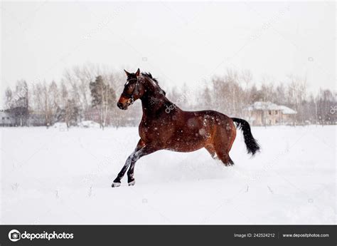 Beautiful Brown Horse Running Snow Blizzard ⬇ Stock Photo, Image by ...