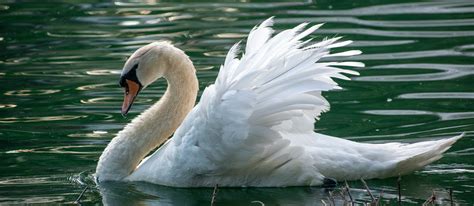 What is a baby swan called?