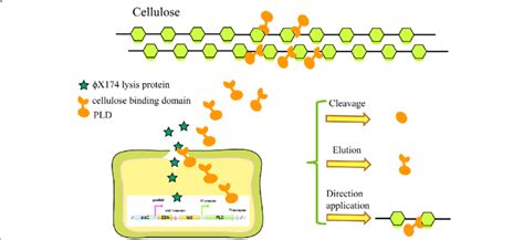 Schematic diagram of the structures of recombinant autolysis expression... | Download Scientific ...