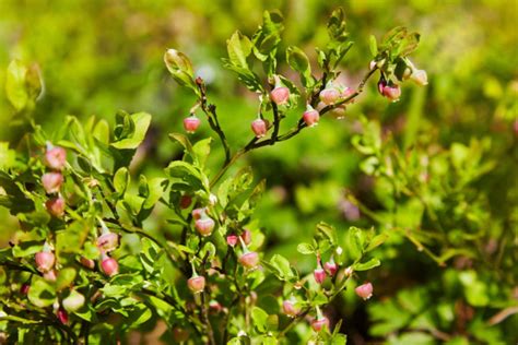 Blueberries Fertilizing: Expert Tips And Home Remedies