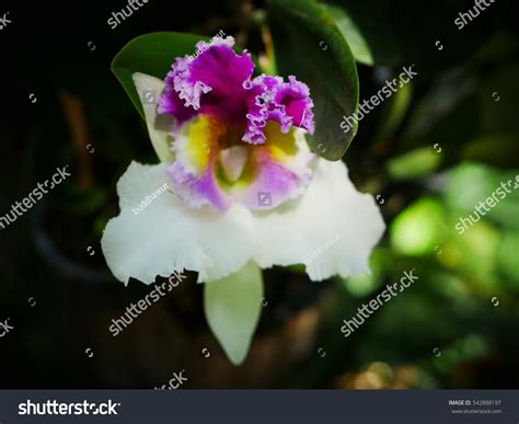 Cattleya Orchids Stock Photo 542888197 : Shutterstock