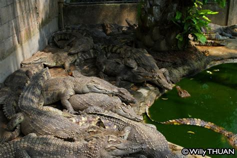 Phuket Zoo - Phuket 101