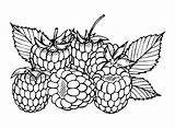 Raspberry Free Coloring Page  Printable Pages sketch template