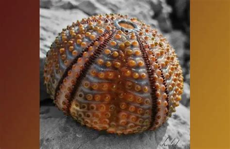 Sea Urchin - Description, Habitat, Image, Diet, and Interesting Facts