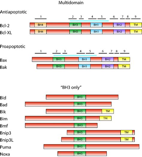 The Bcl-2 family. Domain structure of Bcl-2 family proteins is shown... | Download Scientific ...