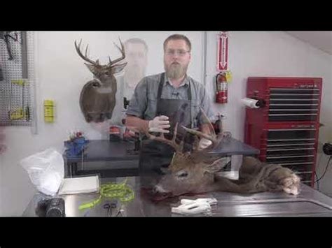 Skinning or Caping the hide off a deer for a taxidermy shoulder mount. - YouTube