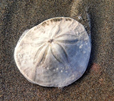 Pasir Dolar Sanddollar Pantai - Foto gratis di Pixabay