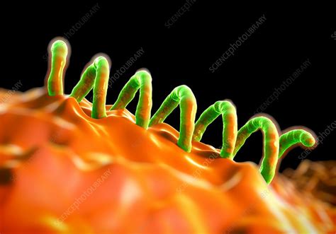 Treponema pallidum bacteria, illustration - Stock Image - F012/6457 - Science Photo Library