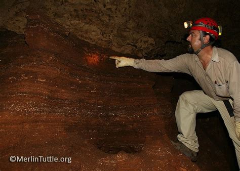 Value of Guano Deposits - Merlin Tuttle's Bat Conservation