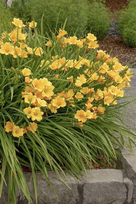 Partial to full sun. Summer to Fall - Stella de Oro Dwarf Daylily ...