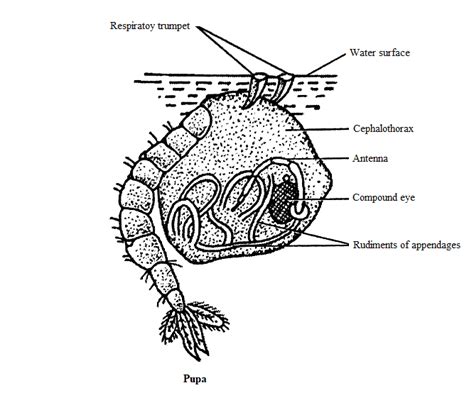 Mosquito Pupa Anatomy