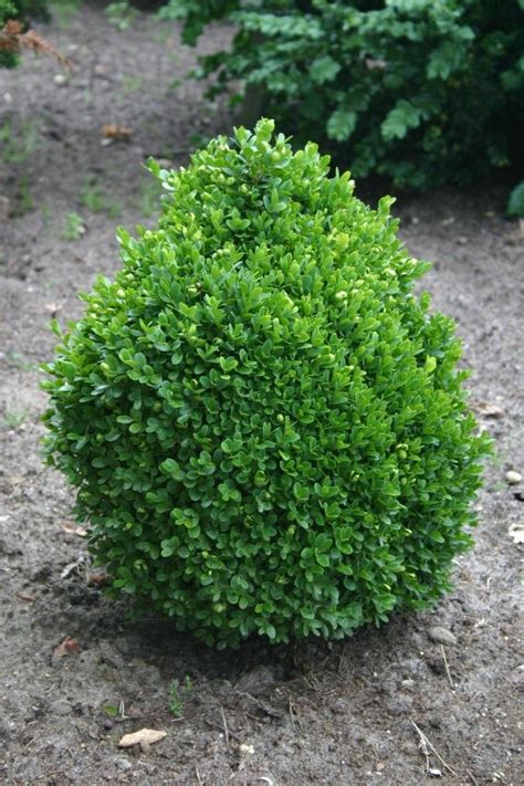 10 best Broadleaf Evergreens images on Pinterest | Evergreen, Evergreen shrubs and Shade garden