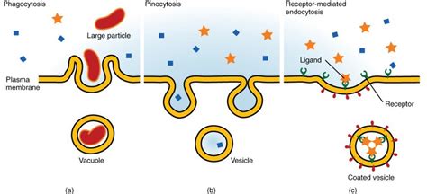 What Are Endocytosis, Pinocytosis And Phagocytosis?