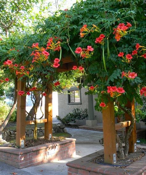 12 Best Climbing Flowers for Pergolas and Trellises ~ Matchness.com