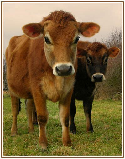 Jersey Cows | Farm cow, Cute cows, Farm animals