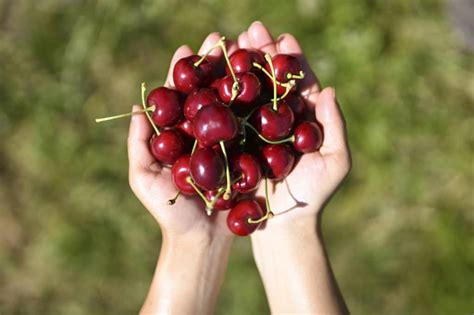 7 Splendid Places To Go Cherry Picking In Melbourne