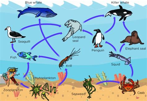 What Is Phytoplankton?