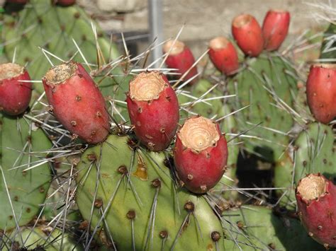 30 Types of Cacti in New Mexico (With Pictures) | House Grail