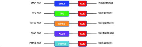 ALK mutations in non-small cell lung cancer. Most mutations of the ALK... | Download Scientific ...