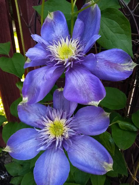 Blue-Light clematis vine