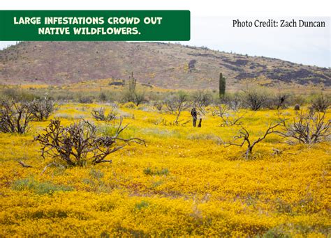 Stinknet and Saguaros: Protecting the Future of the Sonoran Desert – Desert Diaries