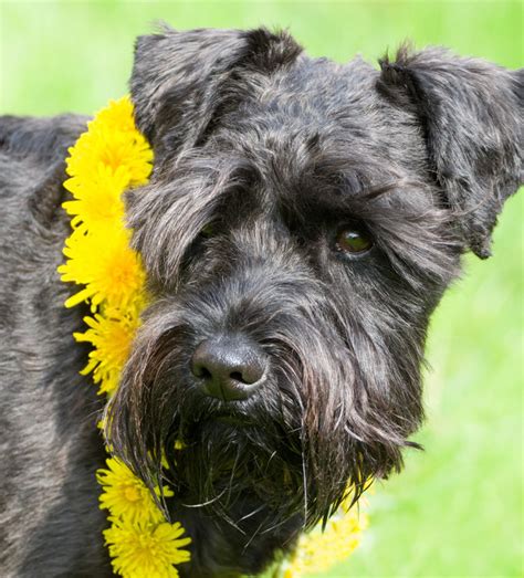 Schnauzer Lab Mix - A Complete Guide To A Fascinating Cross Breed