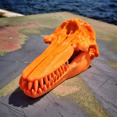 Killer Whale Skull For 3D Printing – 3DKToys