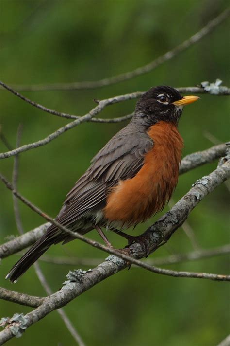 American Robin Free Stock Photo - Public Domain Pictures