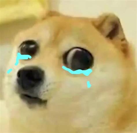 big eyes crying doge Blank Template - Imgflip