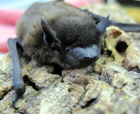 Evening Bat (Nycticeius humeralis) | North Carolina Bat Working Group