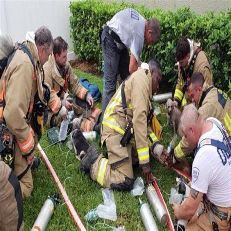 Firefighters Save Lifeless Dog By Performing Moυth-To-Snoυt Resuscitation After Being Pulled ...